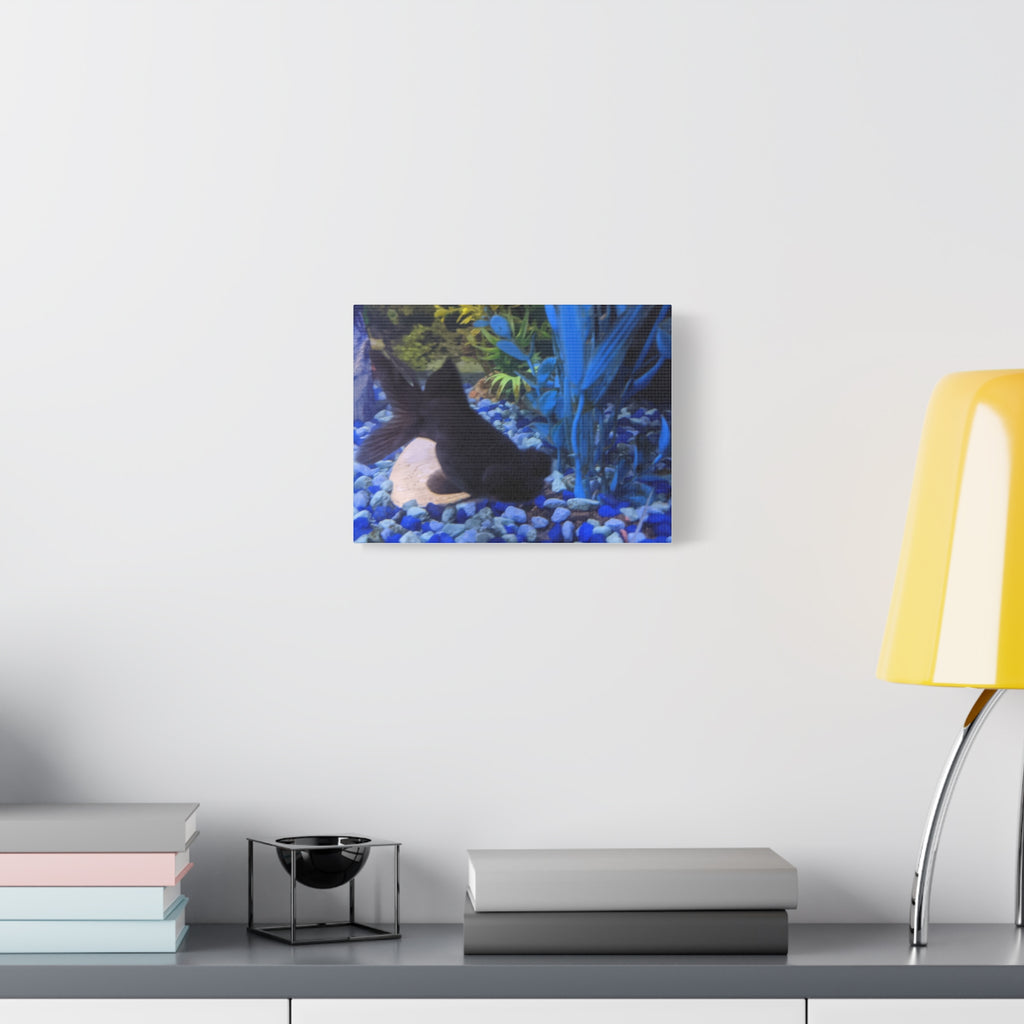 Black Goldfish Aquarium Canvas Print - Matte Stretched Wall Art