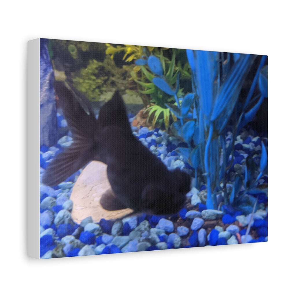Black Goldfish Aquarium Canvas Print - Matte Stretched Wall Art
