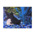 Black Goldfish Aquarium Canvas Print - Matte Stretched Wall Art