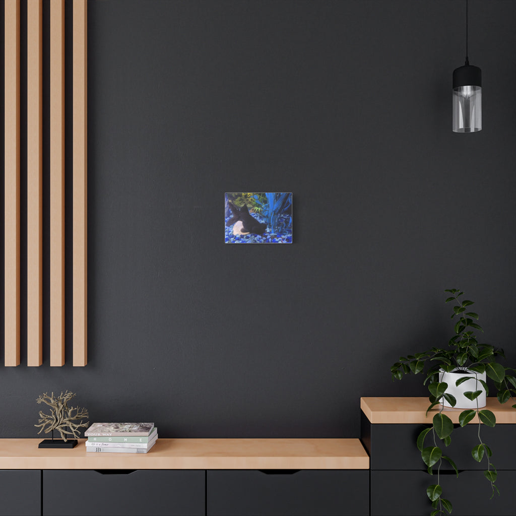 Black Goldfish Aquarium Canvas Print - Matte Stretched Wall Art